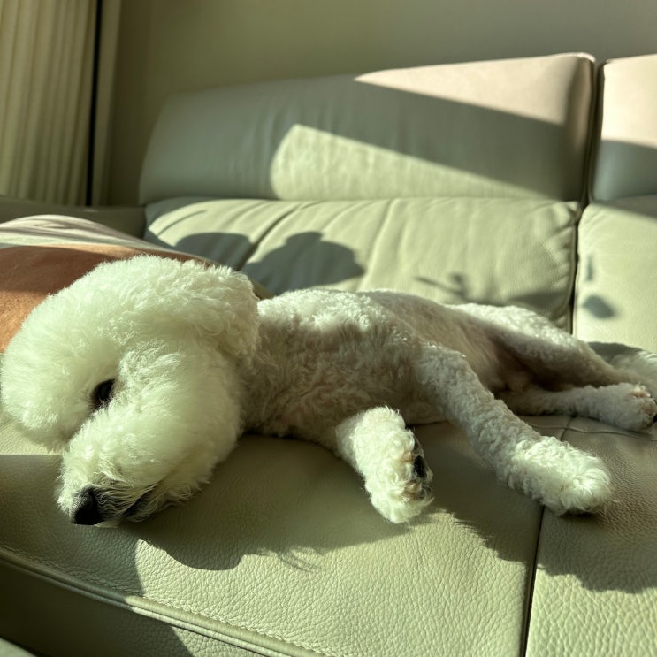  강아지 안락사 고통과 비용, 절차까지