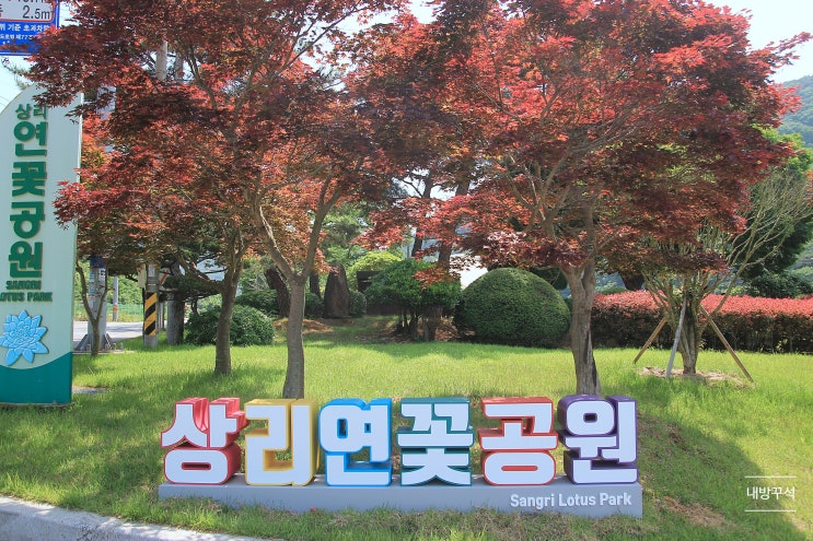 경남 고성 상리연꽃공원 연꽃 수련 돌다리