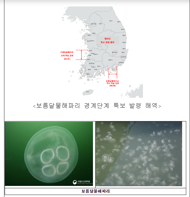 전북 해역 해파리 경계단계로 특보 상향 발령