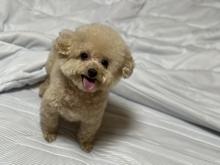 귀여운 강아지 뽀야 반려견 일상 기록