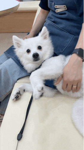  [멍뭉's 일기]안산 와동 애견 동반 카페 오와와