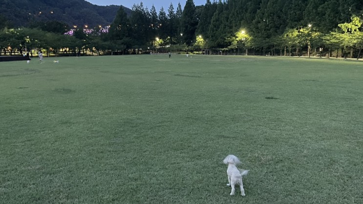 강아지 산책 코스 추천 한밭수목원 대청호 세종호수공원