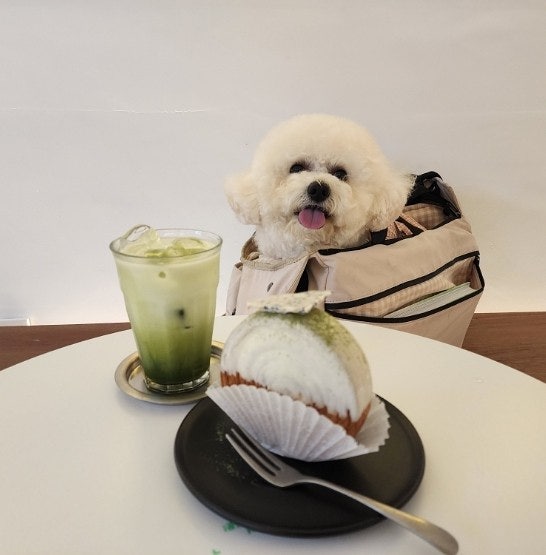  예삐와 인계동 애견동반카페 체리커피 수원점을 방문했슴돵.