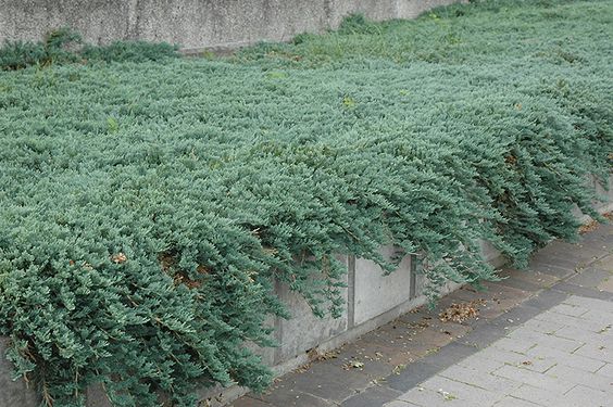  눈향나무(Juniperus chinensis) 관리 방법