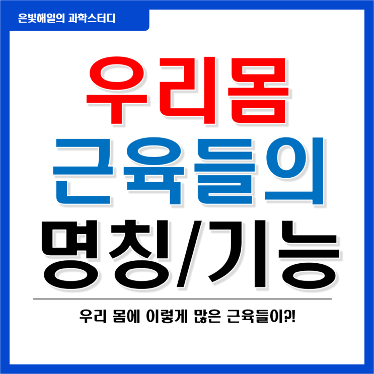 신체 각 부위별 근육과 기능