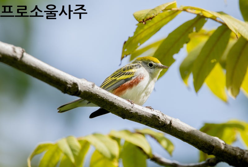 나만 알고 싶은 무인성 사주 개운법,100% 해결 경험(인성 다자처럼) : 네이버 블로그 나만 알고 싶은 무인성 사주 개운법,100% 해결 경험(인성 다자처럼) : 네이버 블로그