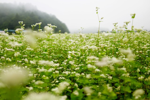  메밀꽃 필 무렵 매력 찾아보기