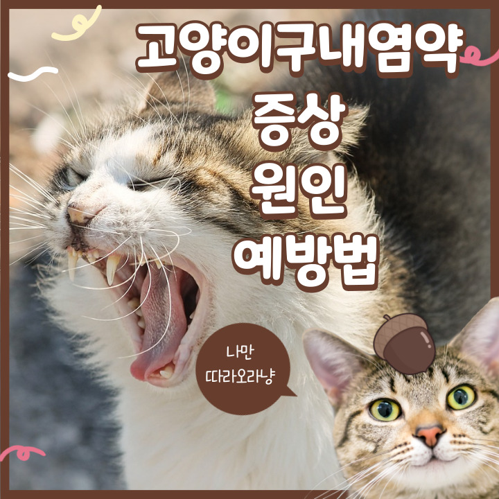  고양이구내염약 증상 원인 예방법