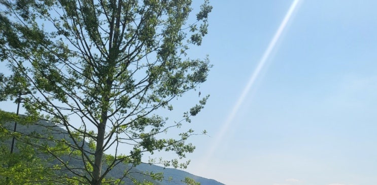  음주운전 단속으로 인한 면허취소... 구제방법은? 광복절대통령특별사면?