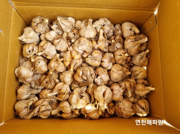  농라 신다올농장 남도마늘 벌마늘 구입