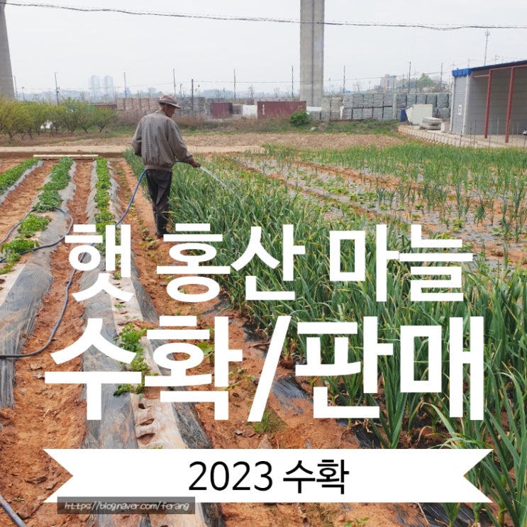  2023 햇 홍산 마늘 수확/판매