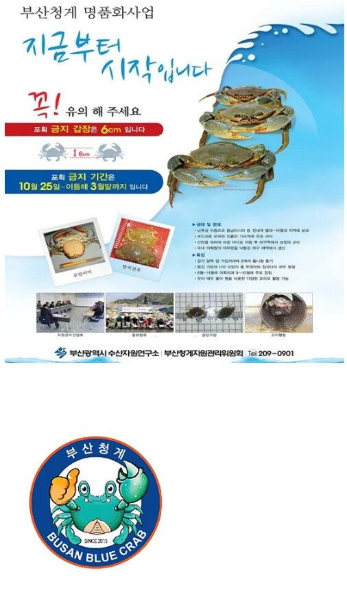  최근 제주도에서 발견된 외래종 꽃게 근황(톱날꽃게, 부산청게)