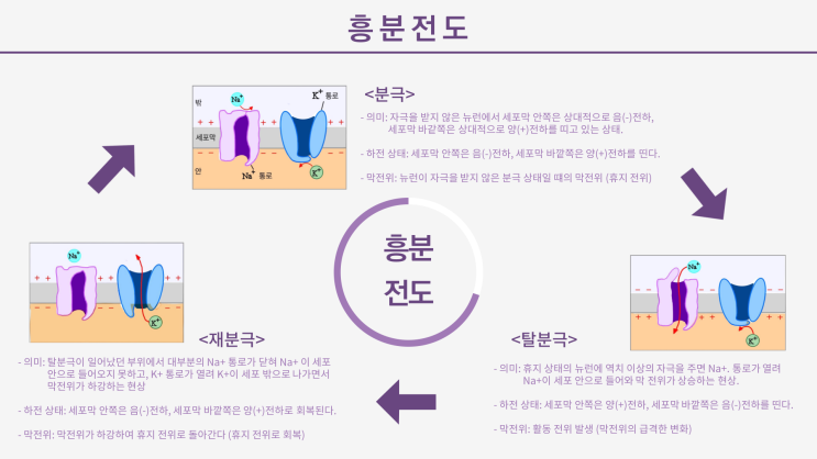  생명과학1 인포그래픽 작품1 입니다.