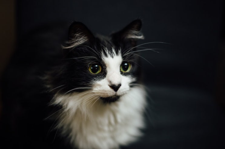  턱시도 고양이를 영어로 Domestic Shorthair Cat