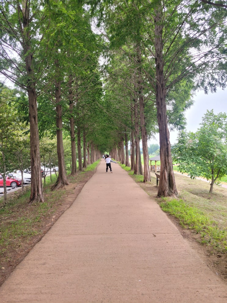  충남 공주 메타세콰이어길 인스타 사진찍기 좋은 장소 (나무인생샷)