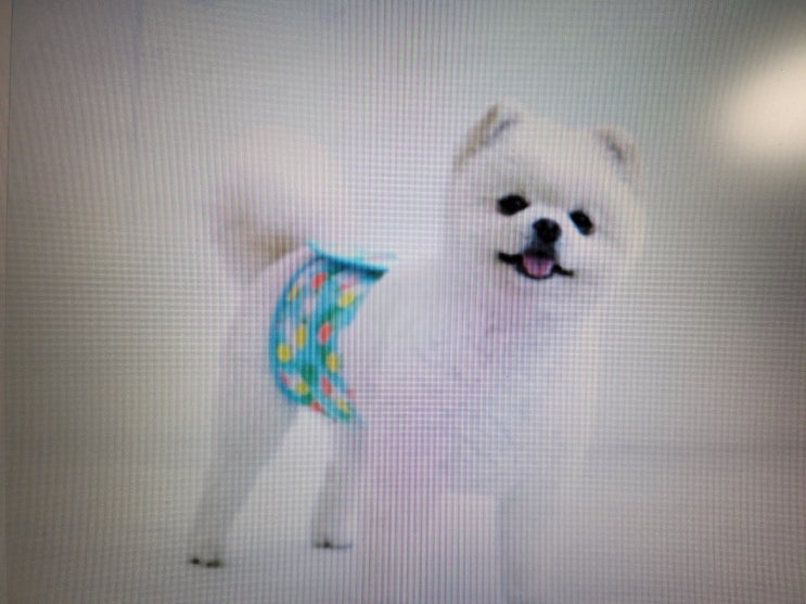  전세 월세 세입자가 반려동물로 애완견을 키운다는데요 계약해지가 가능한 사유일까요