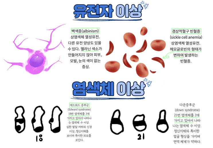  생명과학1 인포그래픽 작품3 입니다.