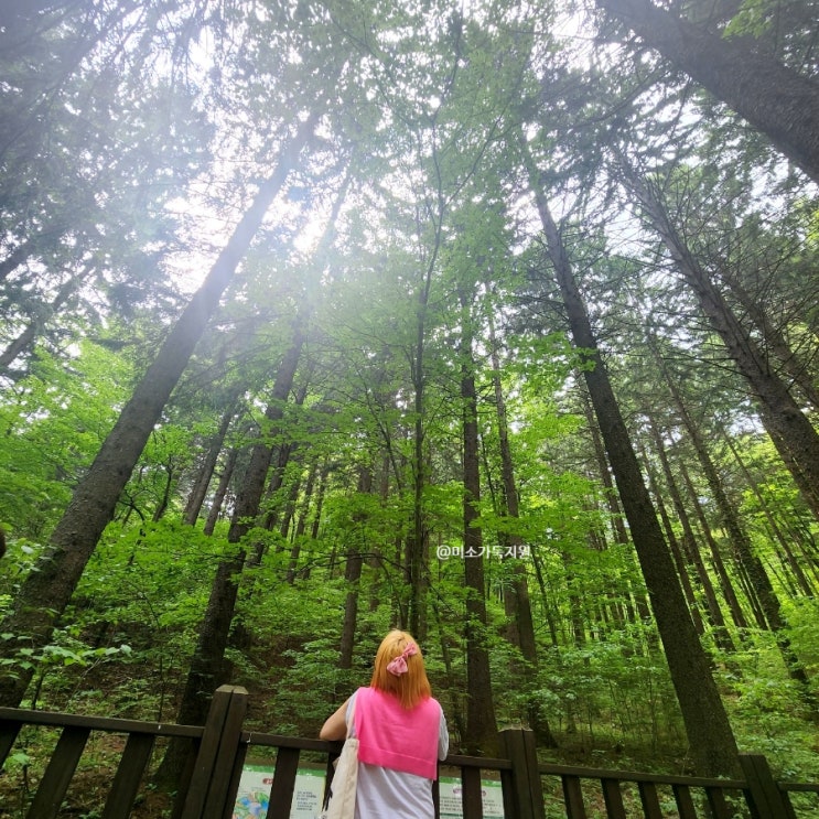 무주여행 전북 가볼만한곳 덕유산자연휴양림 독일가문비숲