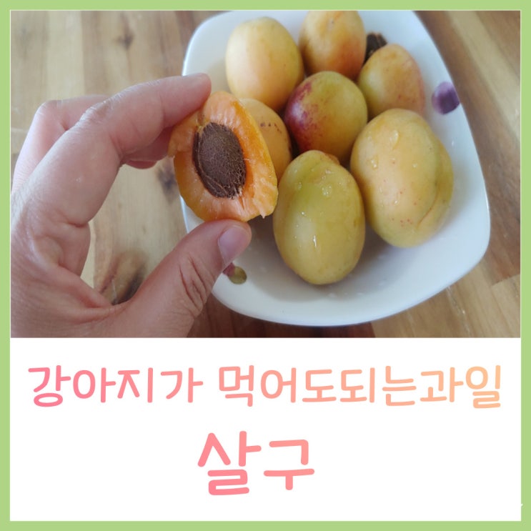  강아지 살구 먹어도 되나요? 주의점, 강아지 여름 과일 편