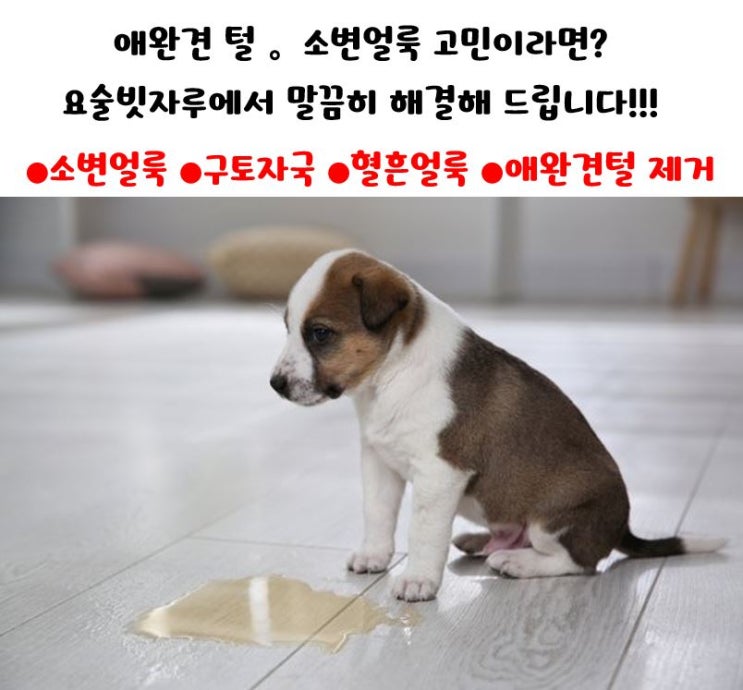  평택 소파 매트리스 안성 소파 매트리스 강아지 오줌 자국 얼룩제거