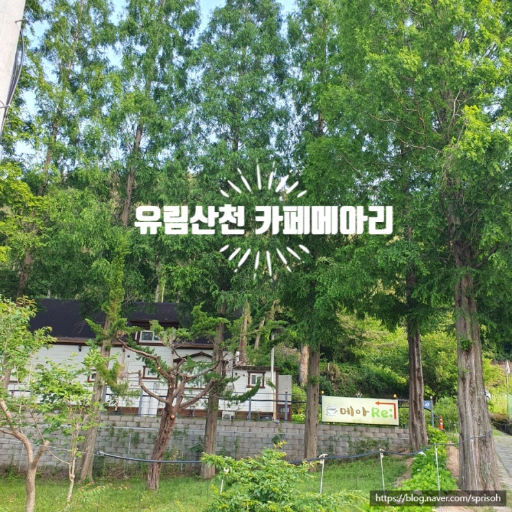  [유림산천과 메아리(:RE)] 여름 보양식 장어먹고 진동카페에서 수국 감상