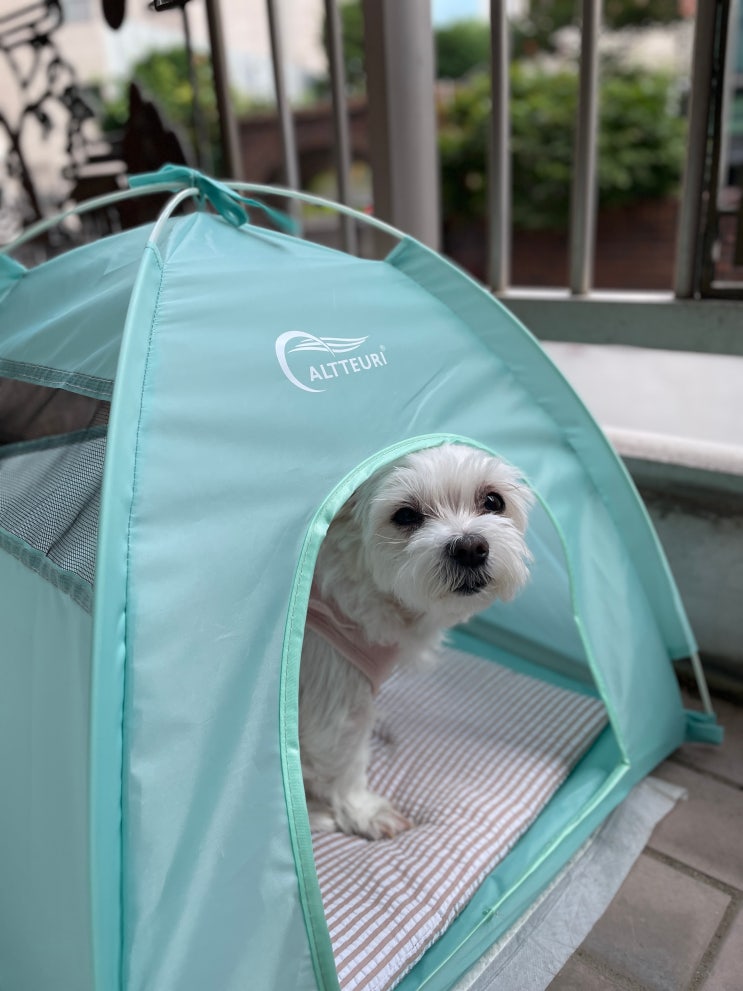 강아지 집 노견을 위한 원터치 강아지 텐트