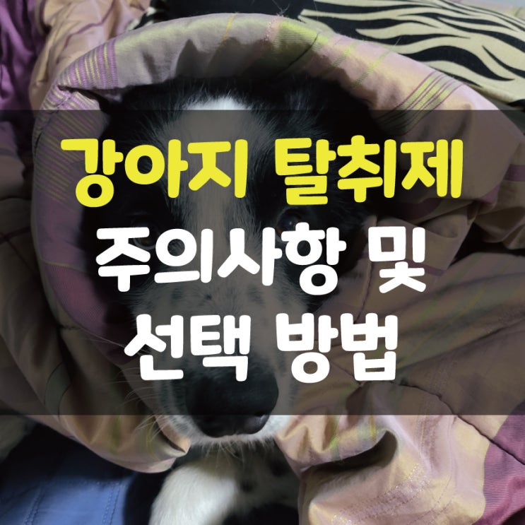  강아지 페브리즈 탈취제 선택 방법 사용 시 주의할 점!