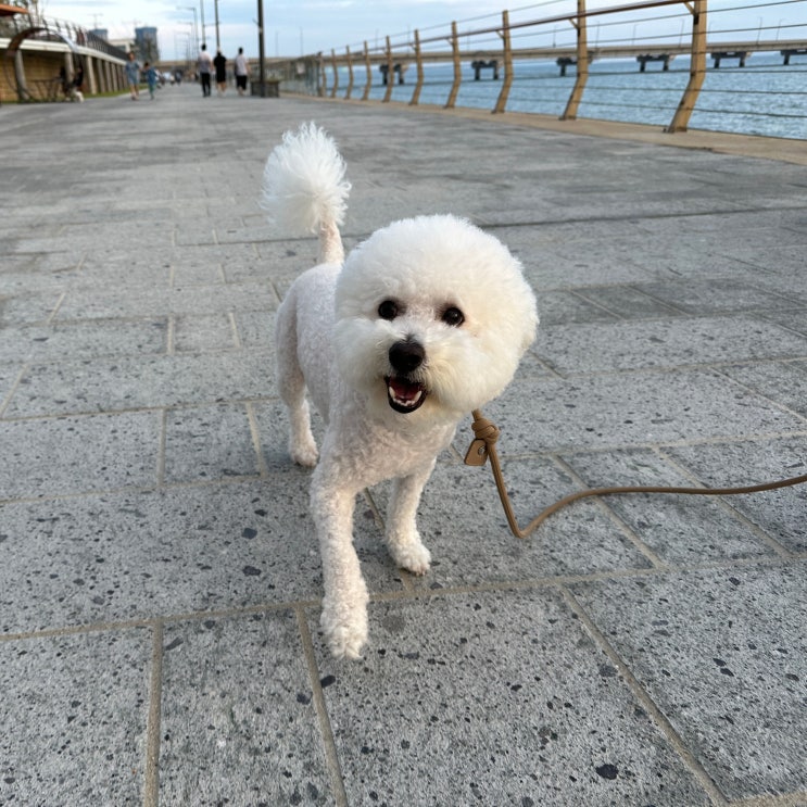  강아지 노란눈꼽 원인과 눈곱 관리방법
