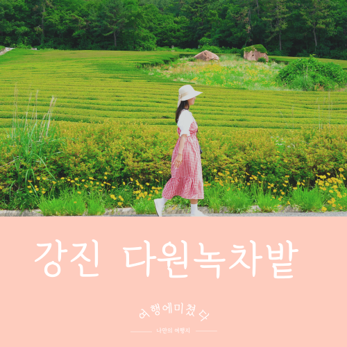  강진녹차밭 설록다원강진 전남 강진군 가족나들이 월출산 오설록다원