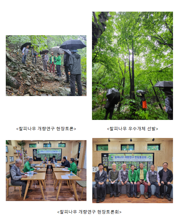 국산 활엽수 찰피나무, 용재수 개량 연구 착수 국산 활엽수 찰피나무, 용재수 개량 연구 착수