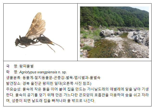 맑은 물에 잠수해 다른 곤충에 알 낳는 물벌 신종 발견 맑은 물에 잠수해 다른 곤충에 알 낳는 물벌 신종 발견