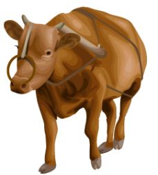  소(Cow)