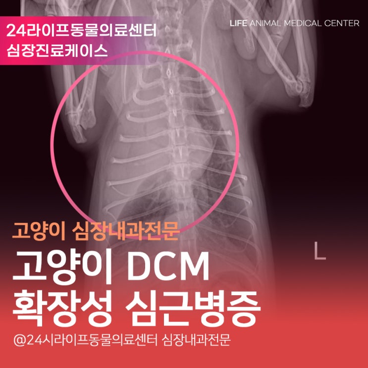 대구심장전문동물병원 : 고양이 DCM 확장성 심근병증 고양이 흉수 고양이 심장진료