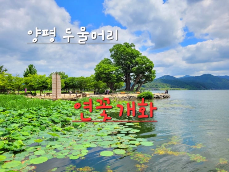  양평 두물머리 연꽃개화 양평 여행 가볼만한곳 두물머리 주차장 편의시설