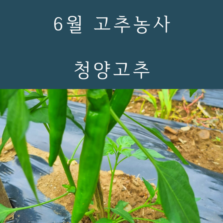  칼라큰신홍 청양고추 6월 노지 고추농사