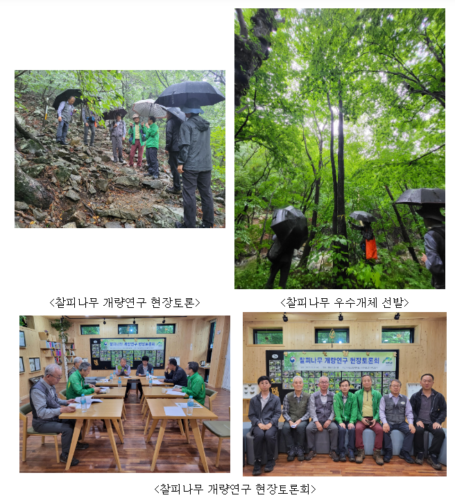 국산 활엽수 찰피나무, 용재수 개량 연구 착수 국산 활엽수 찰피나무, 용재수 개량 연구 착수