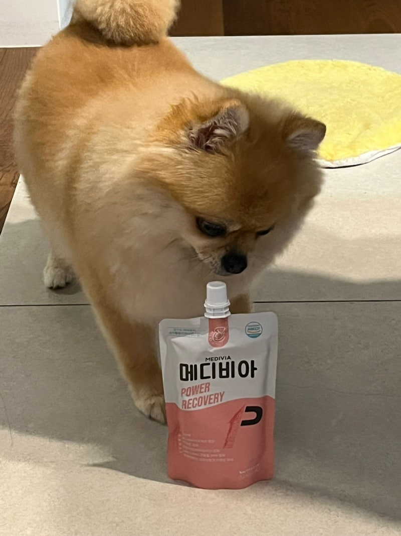 반려동물 기력 회복에 좋은 메디비아 파워 리커버리