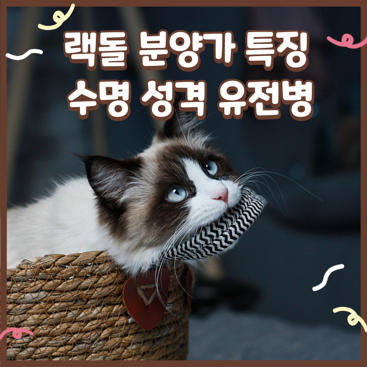  랙돌 분양가 및 렉돌 고양이 특징 수명 성격 유전병