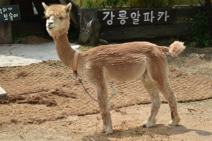  [대관령 아기동물농장] 강릉여행 / 아기동물농장 / 먹이주기 / 어른둘이 제일 신남^~^