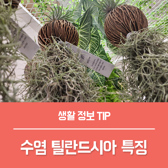  공중식물 수염 틸란드시아 특징 키우기, 미세먼지 제거 식물