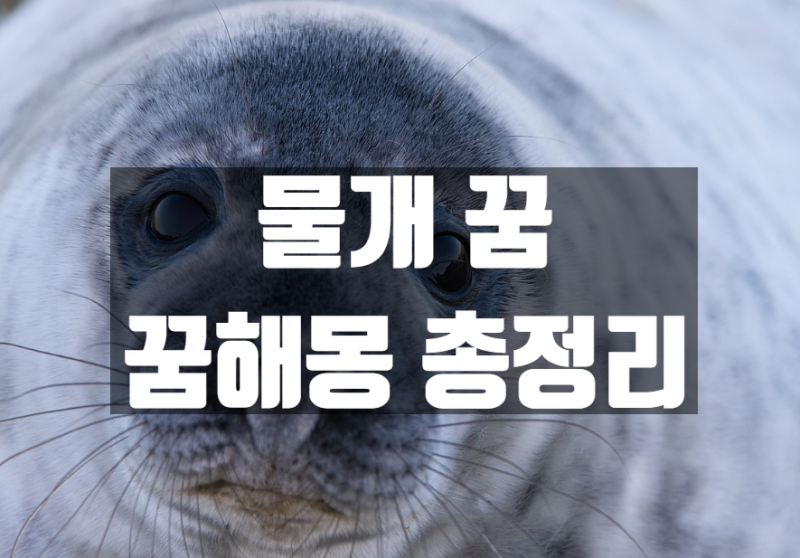 물개 꿈 , 꿈해몽 꿈풀이 총정리 ?!