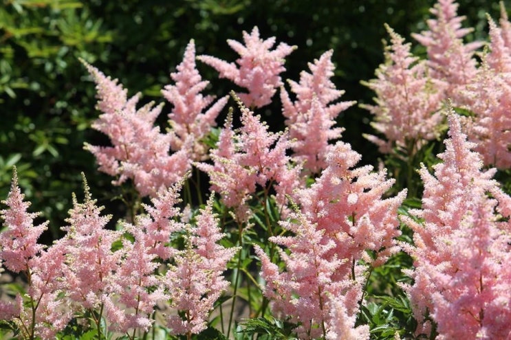  아스틸베(Astilbe) 관리 방법