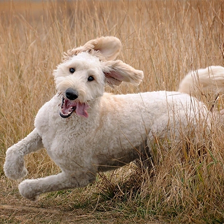  [강아지종류] #27 골든두들 정보 / 하이브리드 견종 골든두들 Goldendoodle
