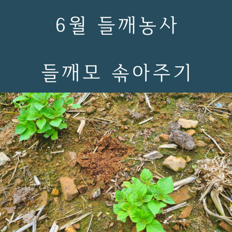  6월 들깨농사 들깨모솎아주기 들깨심기