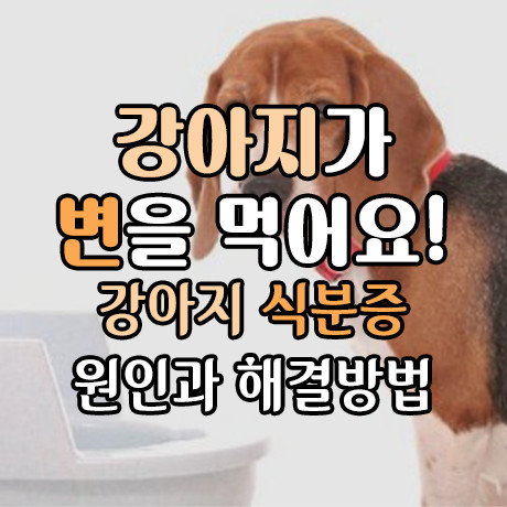  강아지가 똥을 먹어요! 강아지 식분증의 원인과 해결 방법