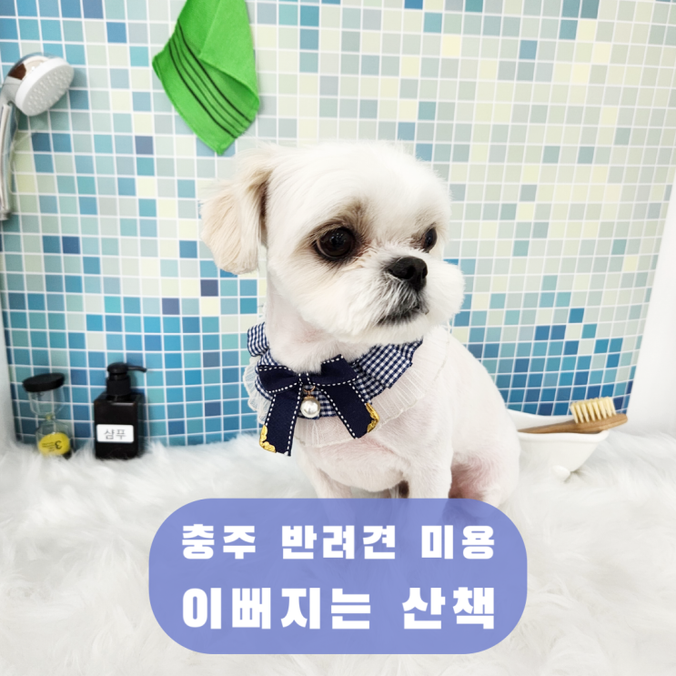  충주 애견 미용, 통유리 오픈 미용실 연수동 이뻐지는 산책