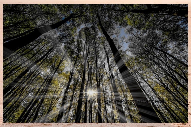  철분 부족 해결을 위한 식사 요령: 철분이 풍부한 음식과 섭취 팁