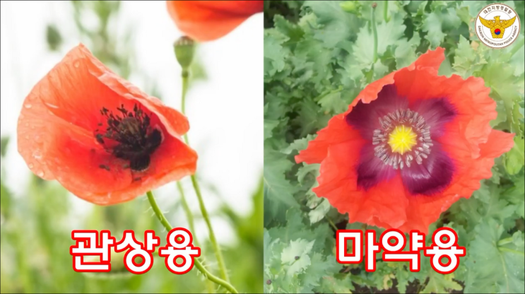  양귀비, 관상용과 단속용 제대로 알고 키워야 [은평시민신문]
