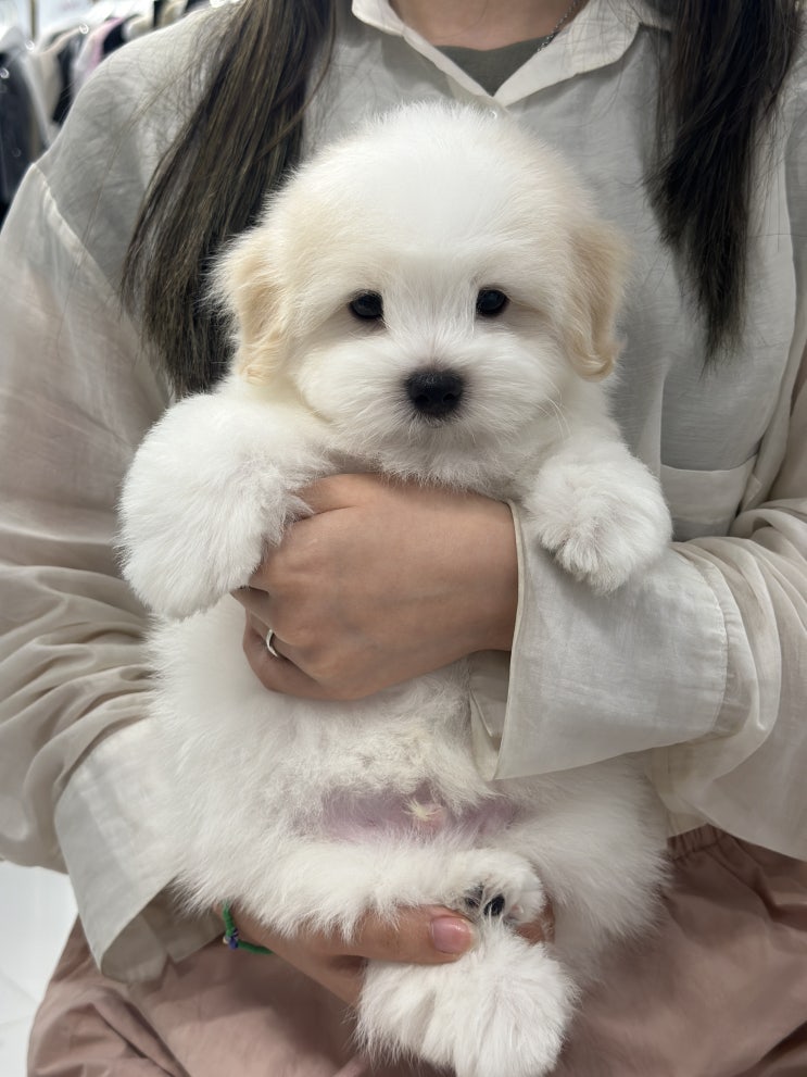  #꼬똥드툴레아 강아지 분양중