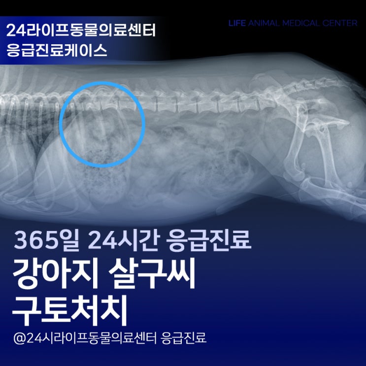 대구24시동물병원 강아지응급진료 : 강아지 살구씨 구토처치로 빠르게 제거하기 과산화수소 강아지 구토유발 사용하면 안되는 이유